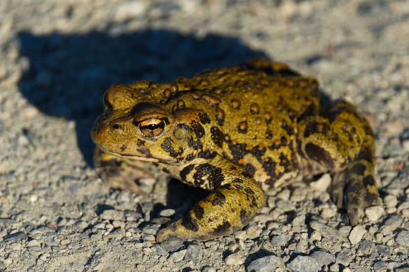 Toad 0716